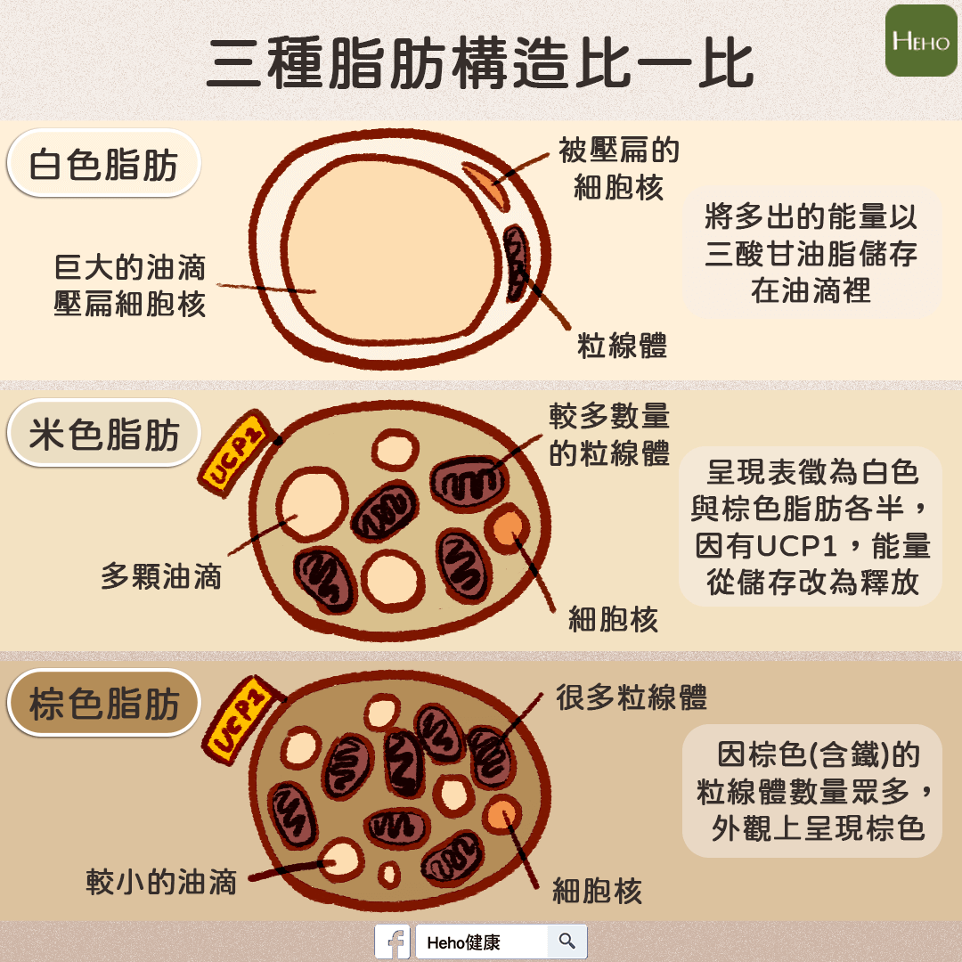 三种脂肪功能大不同,棕色脂肪让人吃不胖!