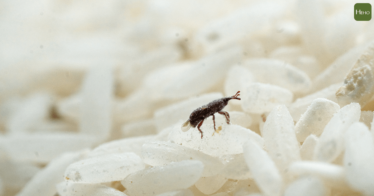 長了蟲子的白米究竟還可不以吃？