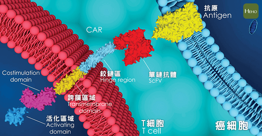 專殺癌細胞的CAR-T免疫療法大解析