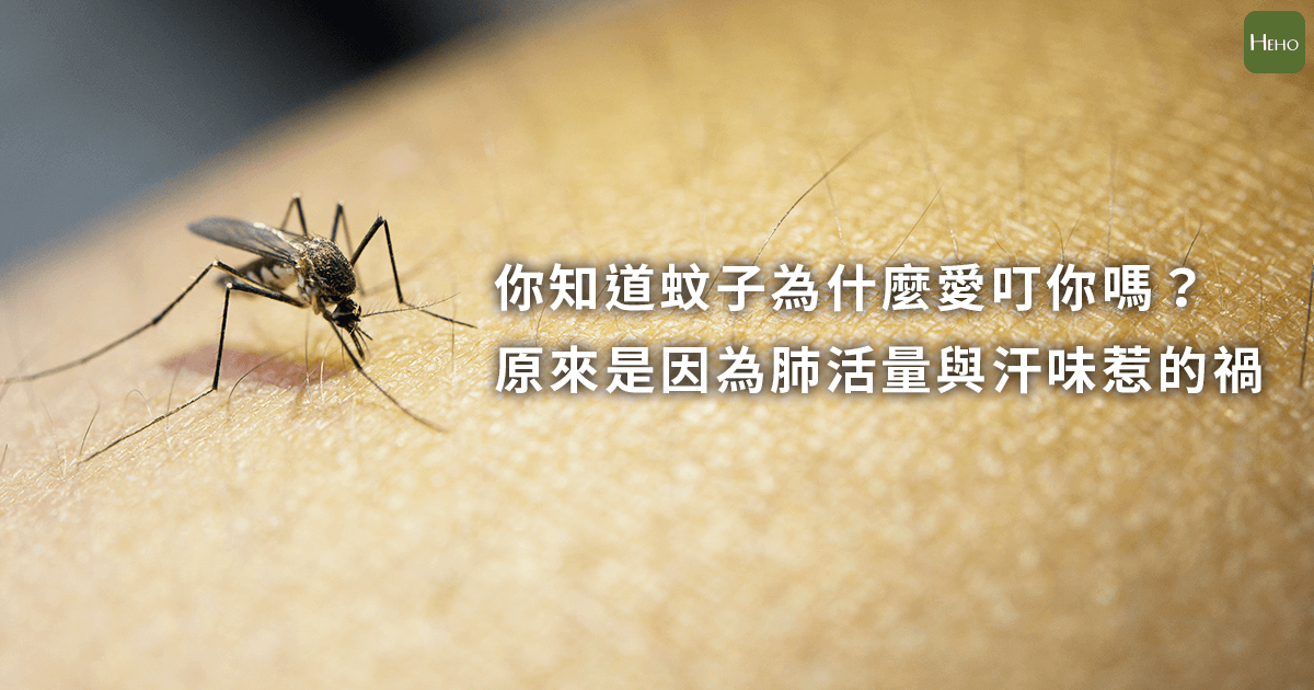 你知道蚊子為什麼愛叮你嗎？原來是因為肺活量與汗味惹的禍
