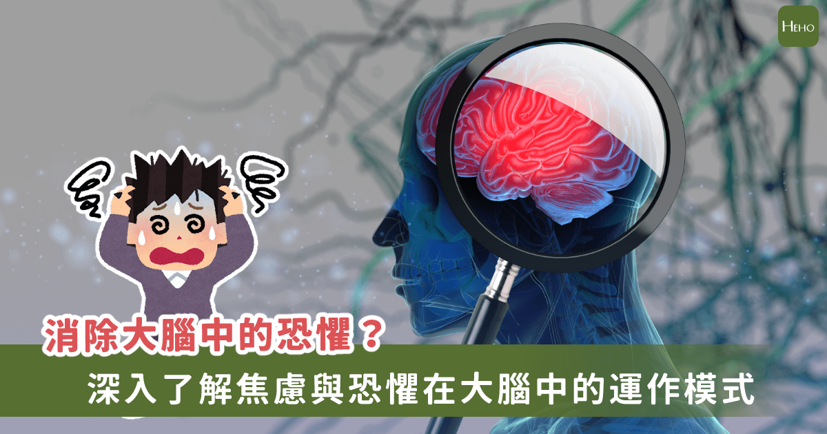為什麼會有焦慮與恐懼？研究揭開負面情緒在大腦中的運作機制 | 蕃新聞