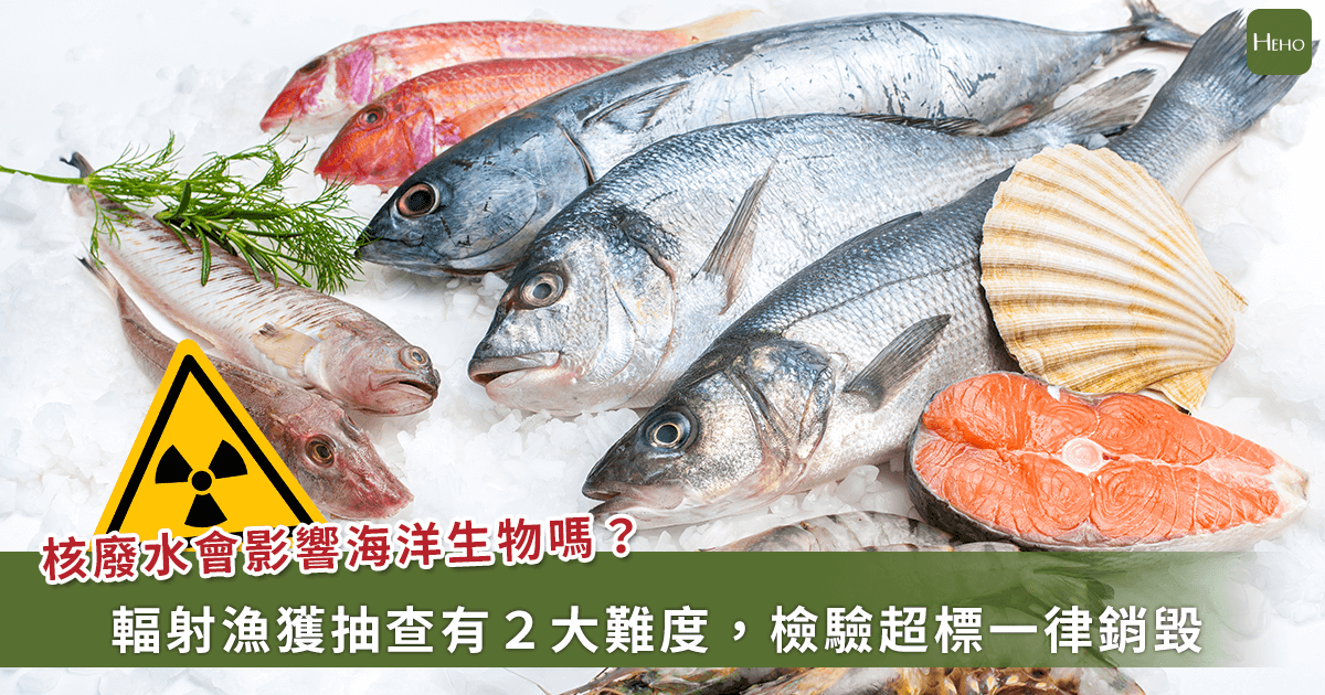 日本核廢水影響報導 2／輻射海產比農產品難防！中國、香港禁止日本海鮮進口，台灣該照做嗎？