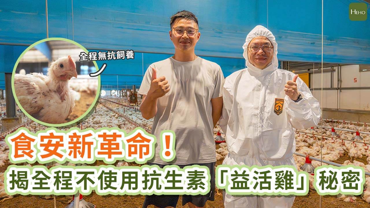 食安新革命！直擊益生菌雞 標榜不吃藥的秘密-封面圖-精選圖用
